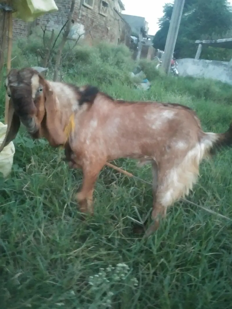 donda bkra hy — photo 4