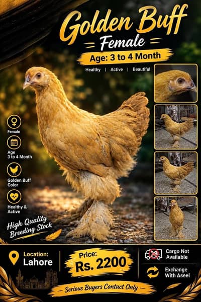 golden heavy buff female for sale and exchange in lahore