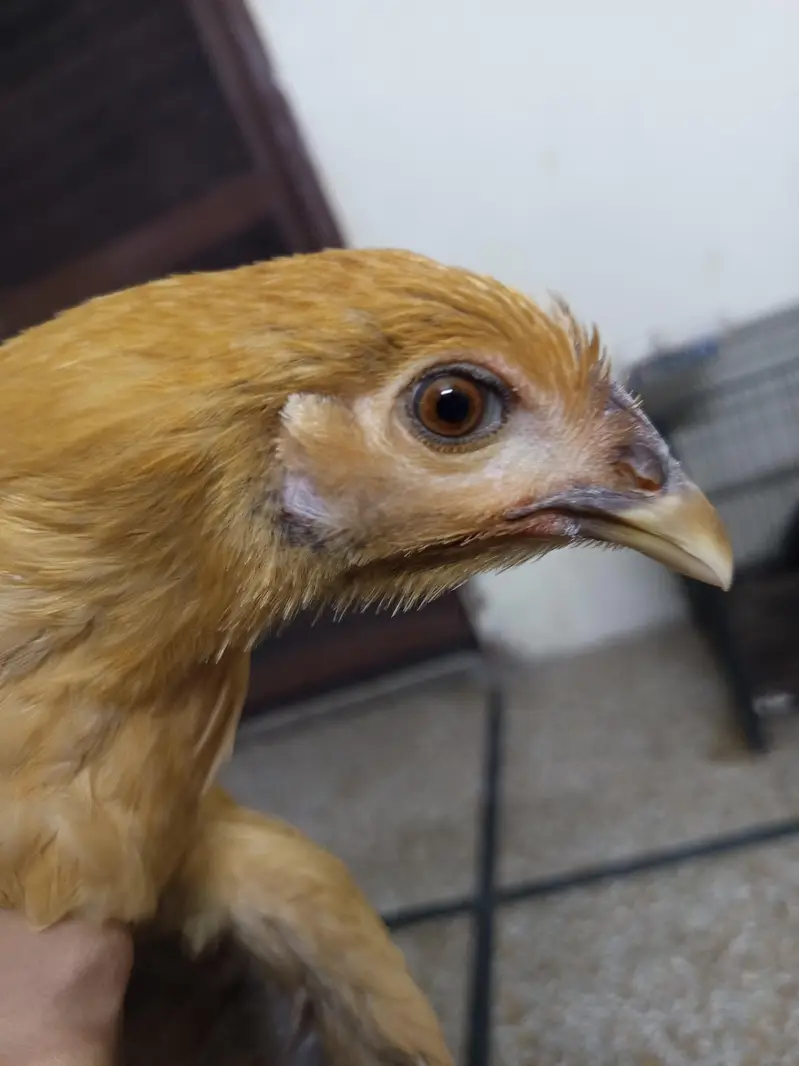 golden heavy buff female for sale and exchange in lahore — photo 2