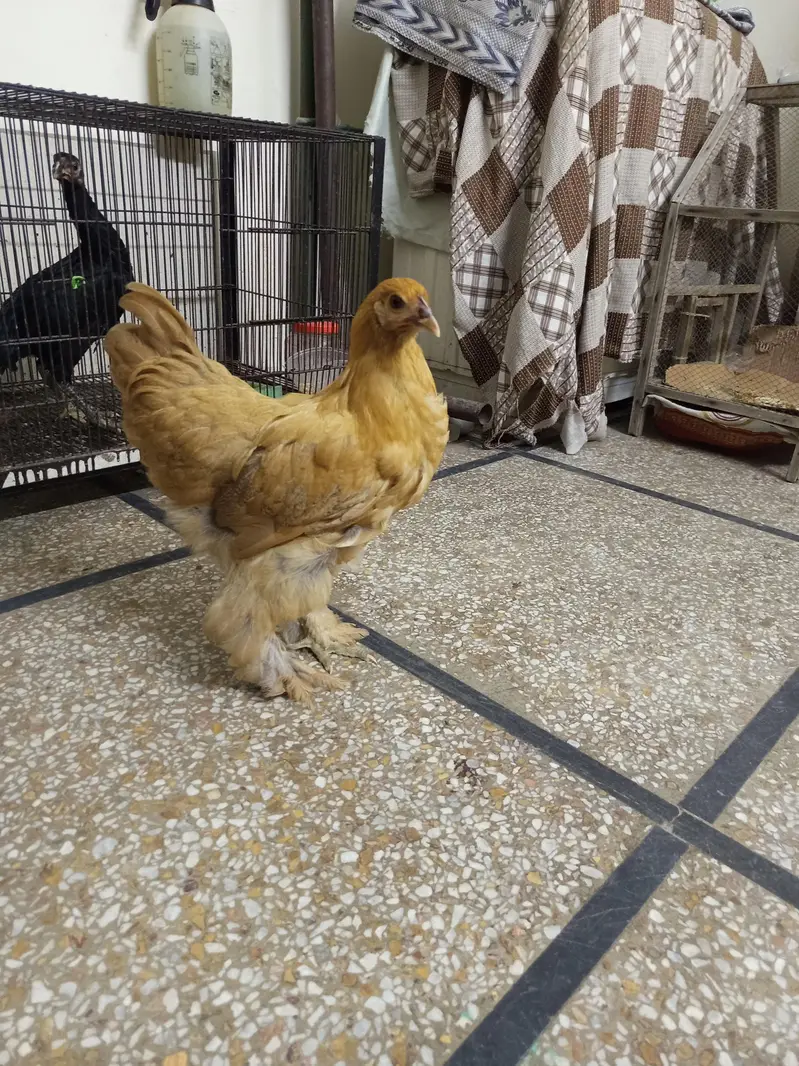 golden heavy buff female for sale and exchange in lahore — photo 3