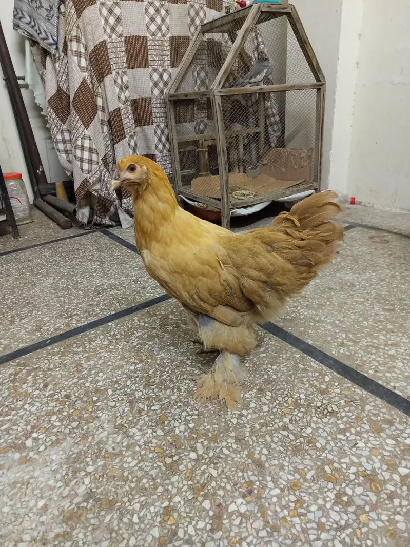 golden heavy buff female for sale and exchange in lahore — photo 4