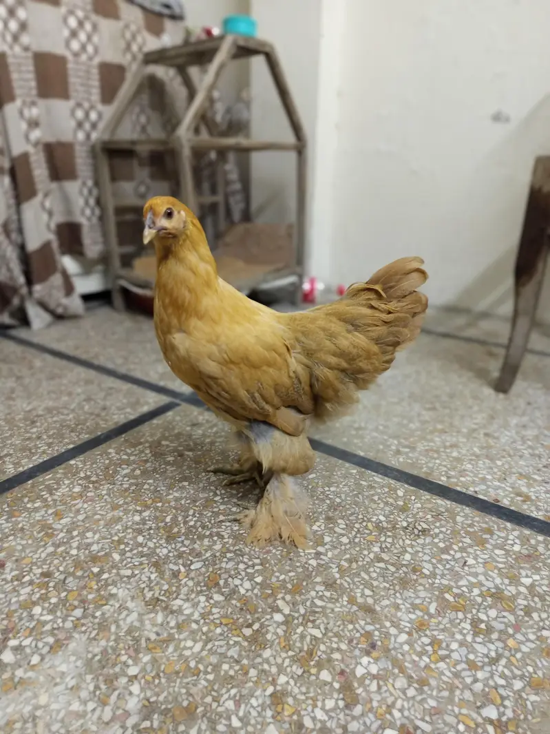 golden heavy buff female for sale and exchange in lahore — photo 5