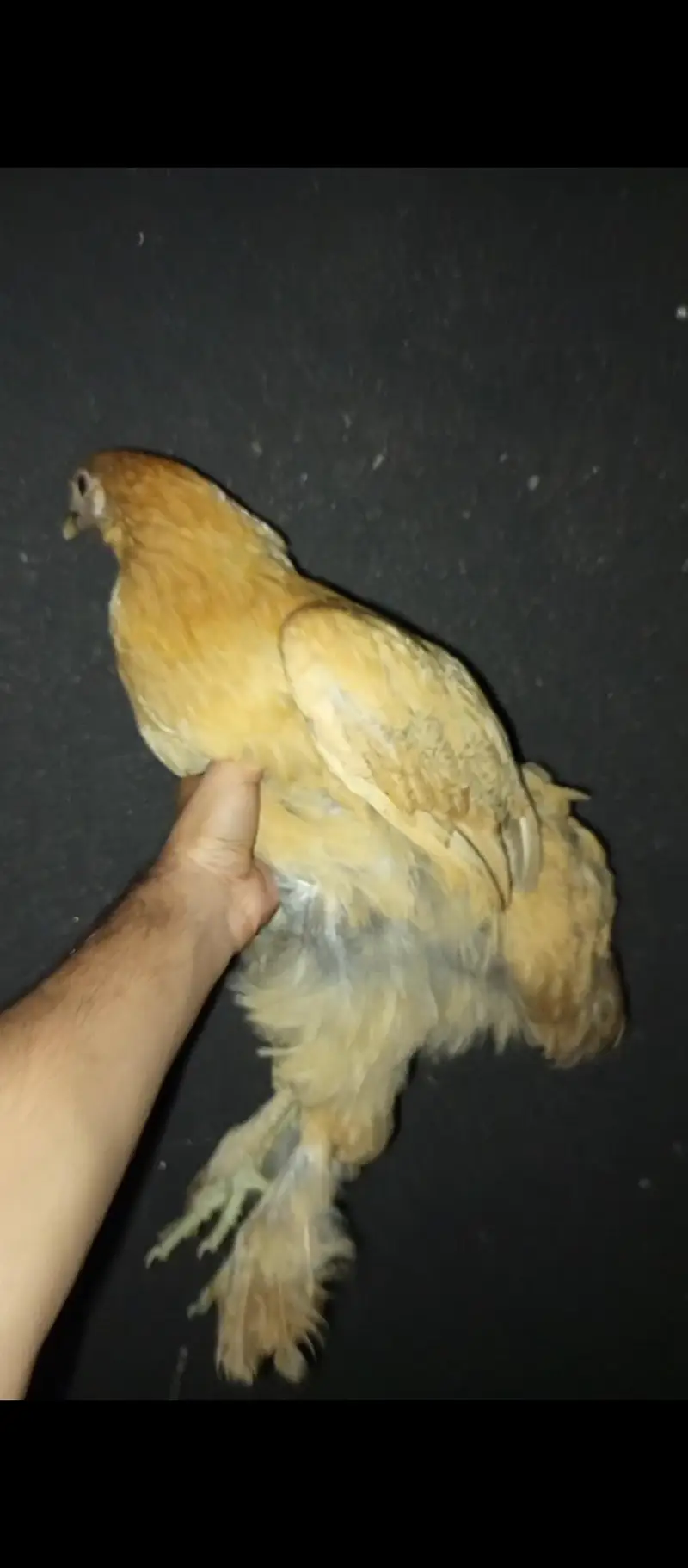 golden heavy buff female for sale and exchange in lahore — photo 6