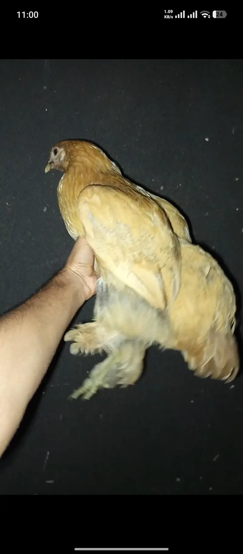 golden heavy buff female for sale and exchange in lahore — photo 7
