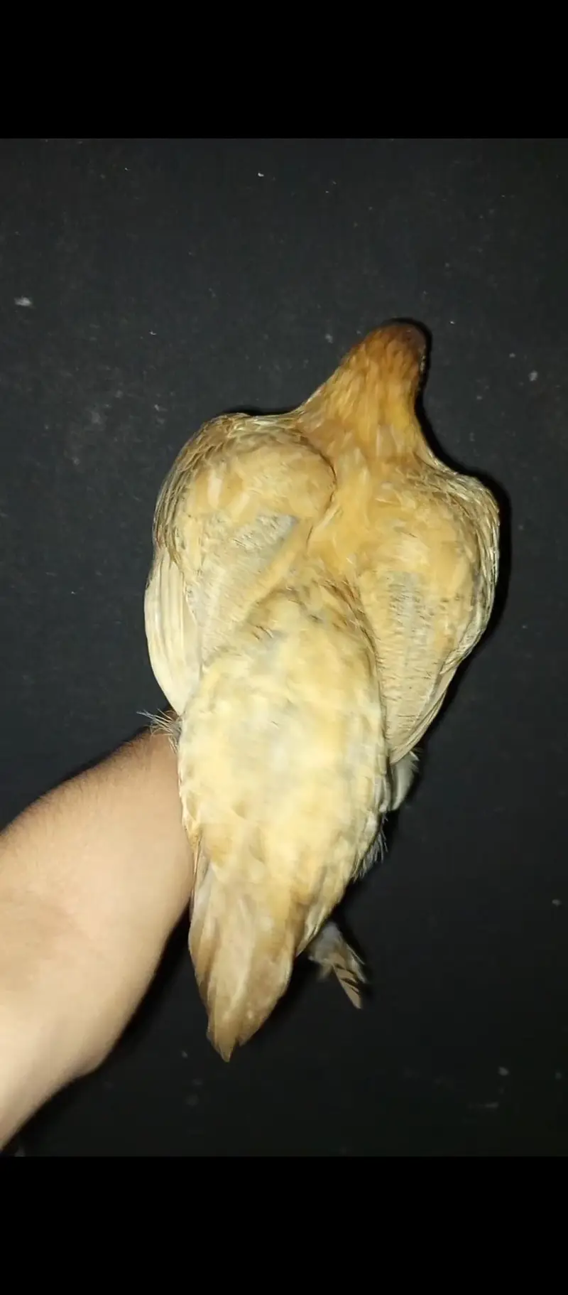 golden heavy buff female for sale and exchange in lahore — photo 8