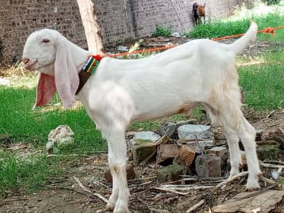 Rajanpuri pure white gulabi male goat, Rajanpuri bakra,goat