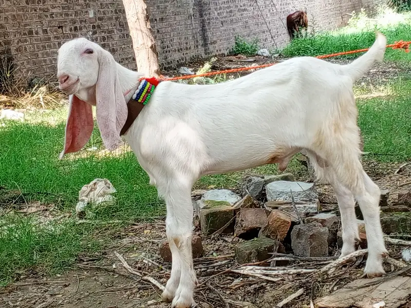 Rajanpuri pure white gulabi male goat, Rajanpuri bakra,goat — photo 2