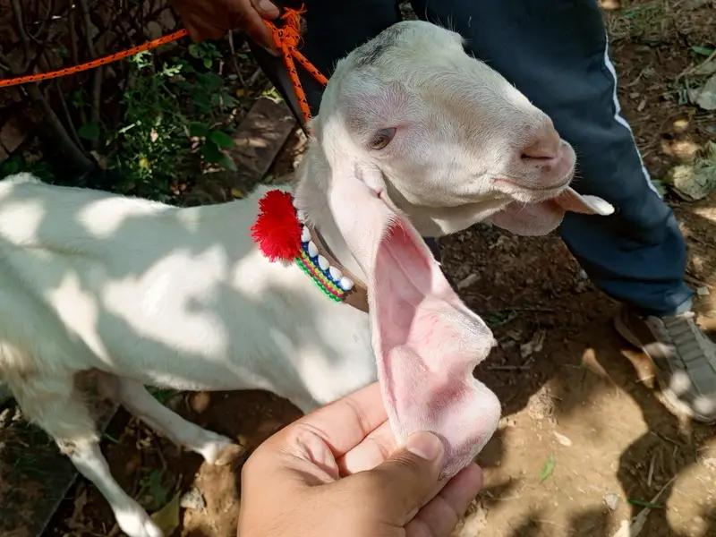 Rajanpuri pure white gulabi male goat, Rajanpuri bakra,goat — photo 3
