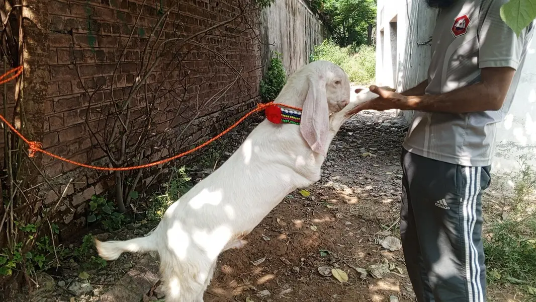 Rajanpuri pure white gulabi male goat, Rajanpuri bakra,goat — photo 4