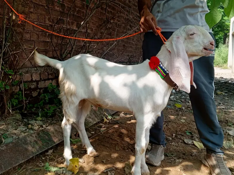 Rajanpuri pure white gulabi male goat, Rajanpuri bakra,goat — photo 5