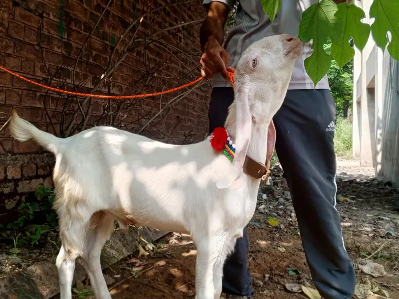 Rajanpuri pure white gulabi male goat, Rajanpuri bakra,goat — photo 6