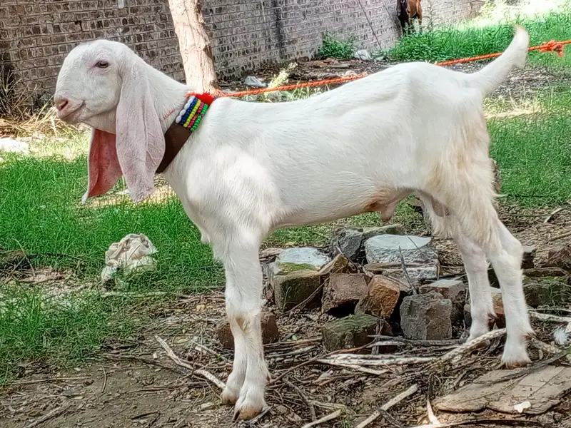 Rajanpuri pure white gulabi male goat, Rajanpuri bakra,goat — photo 7