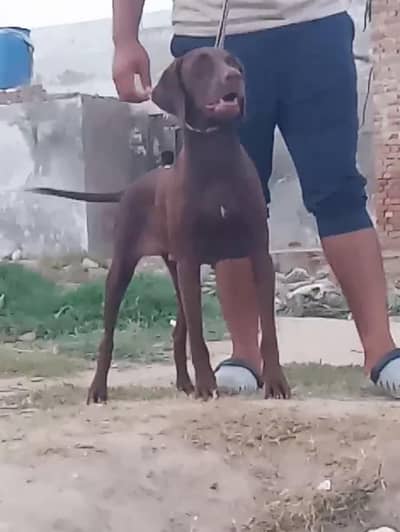 German pointer female