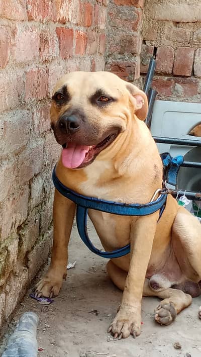 Pitbull dog 1 years age