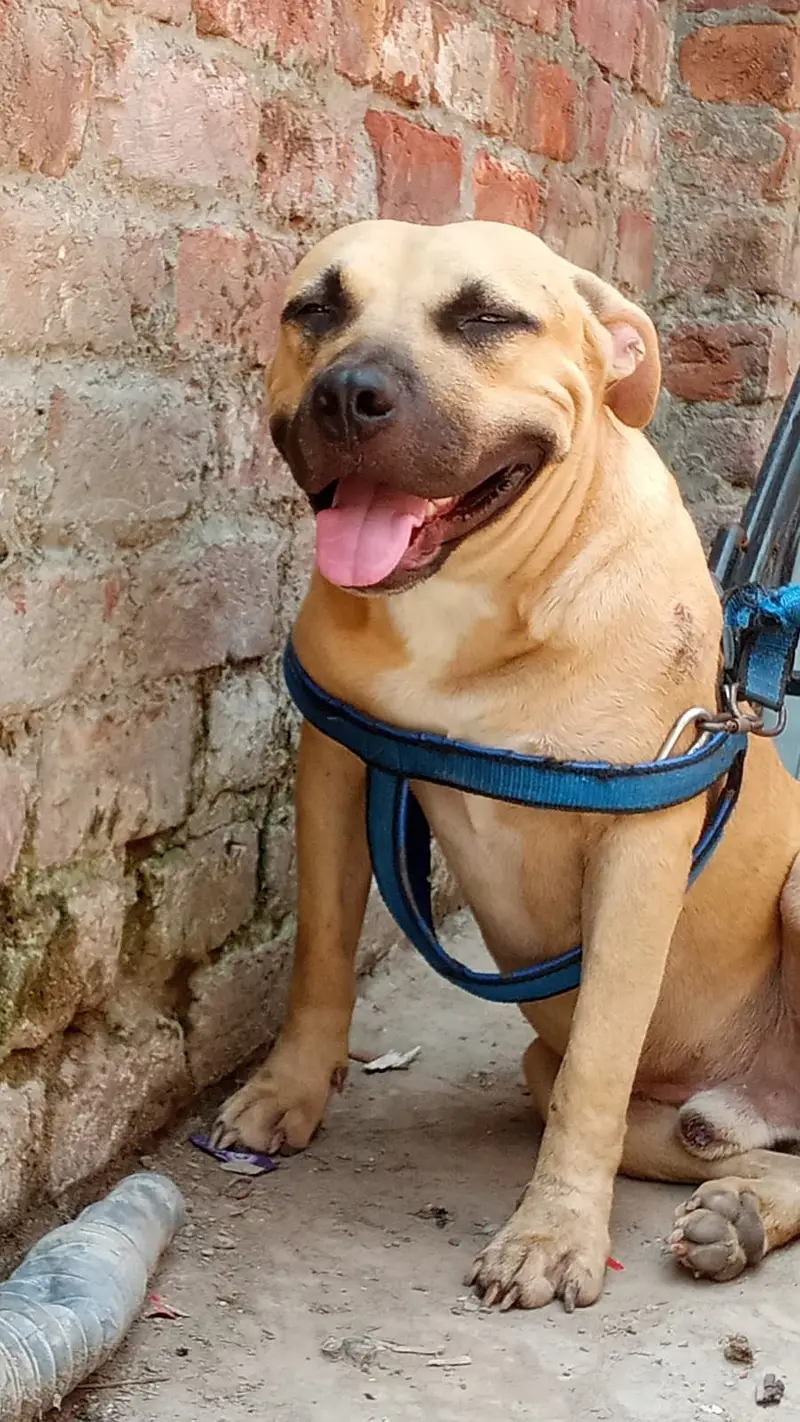 Pitbull dog 1 years age video available call 03097975400 — photo 2