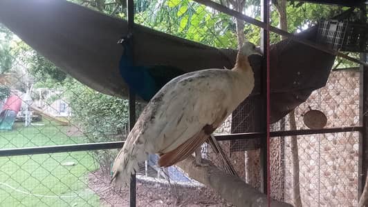 pair peacock sale