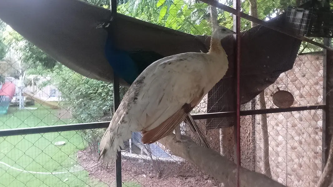 pair peacock sale — photo 2