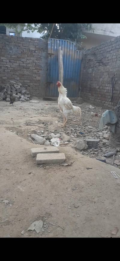 aseel shamo