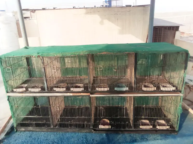 Professional Breeder 8 Portions walay 2 Pinjrey 5 Ft  x 2:5 Ft — photo 2