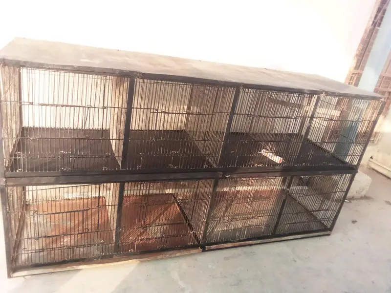 Professional Breeder 8 Portions walay 2 Pinjrey 5 Ft  x 2:5 Ft — photo 3