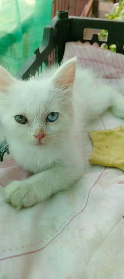 Persian Kittens