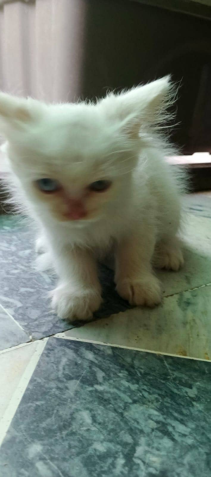 Persian Kittens 1