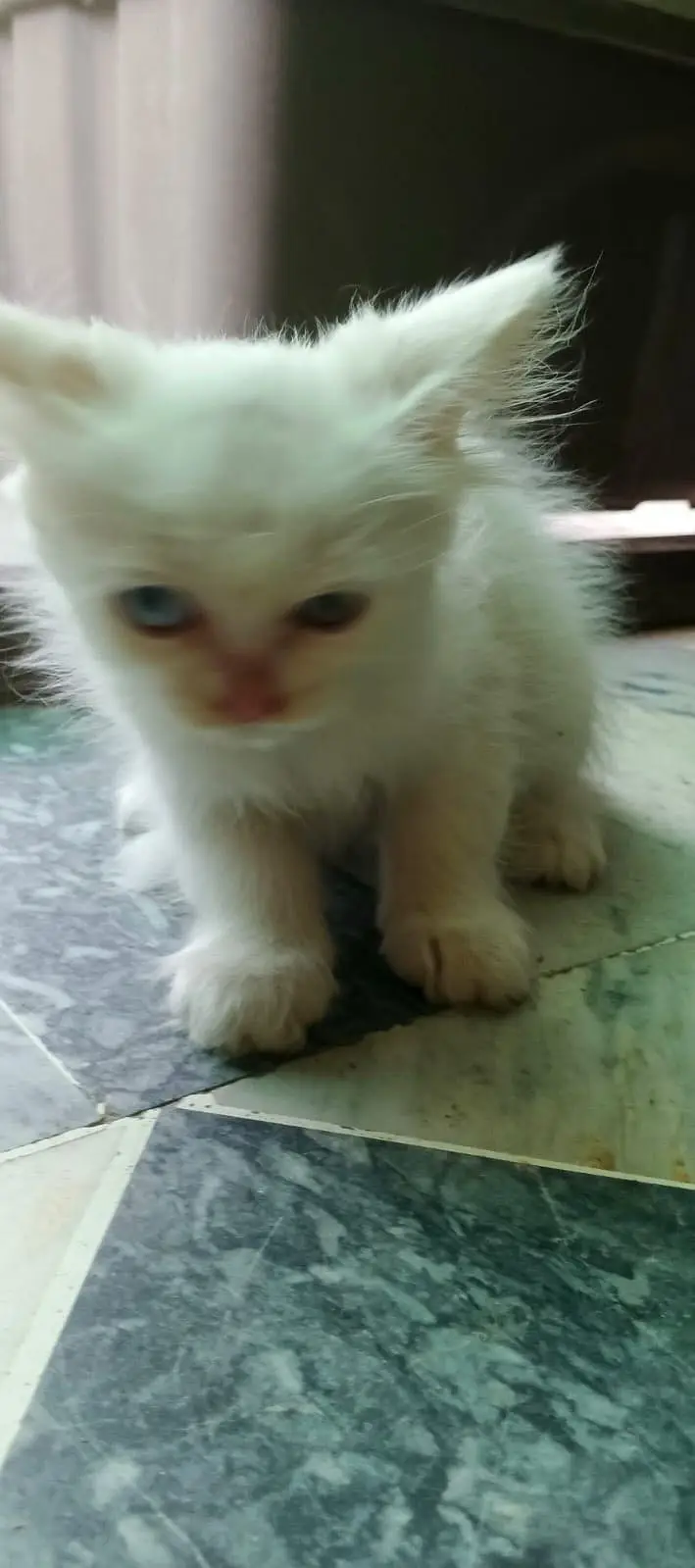 Persian Kittens — photo 2