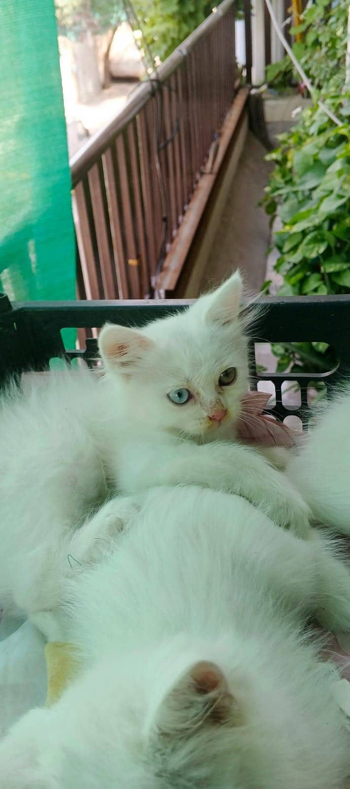 Persian Kittens 2
