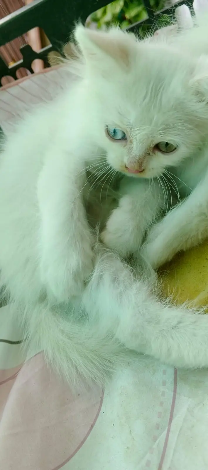 Persian Kittens — photo 4