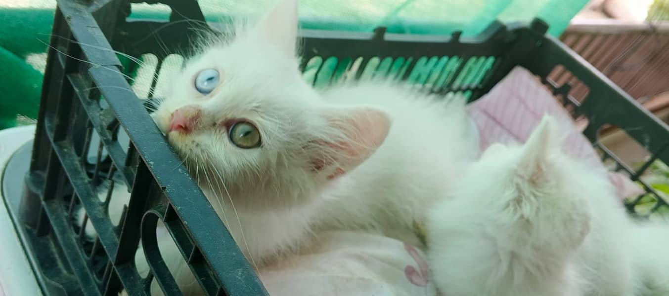 Persian Kittens 4