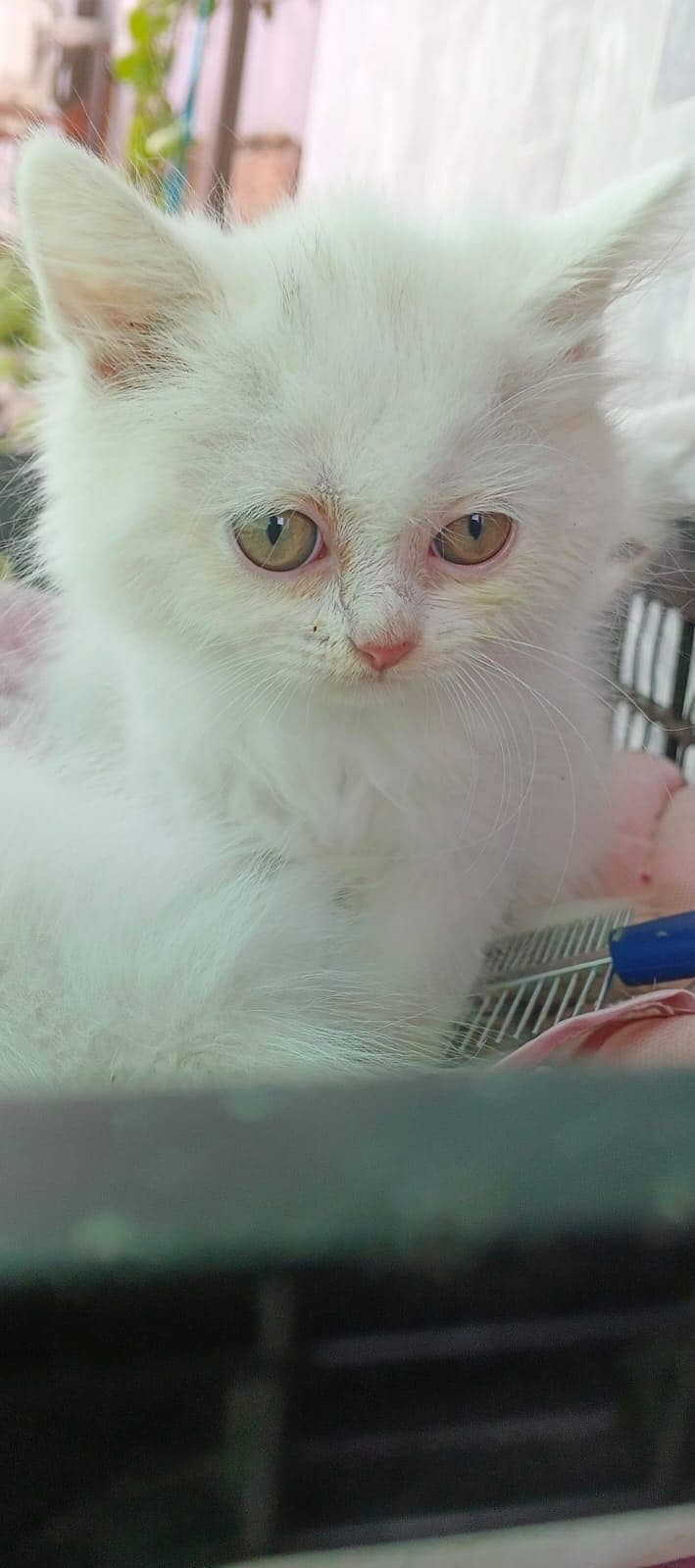 Persian Kittens 5