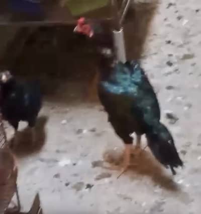 Aseel Mushka Mianwali Pair AND Cheena maadi