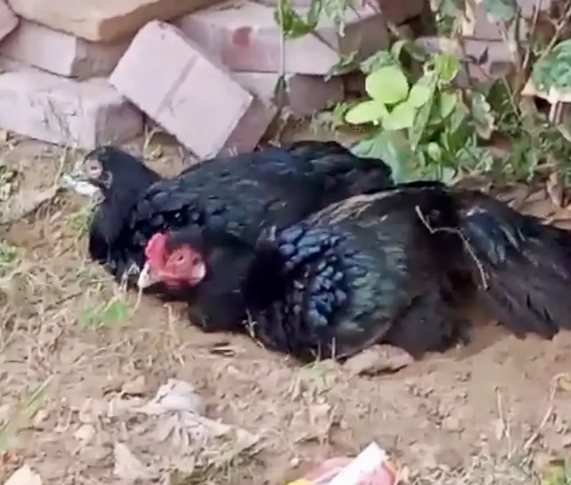 Aseel Mushka Mianwali Pair AND Cheena maadi — photo 2
