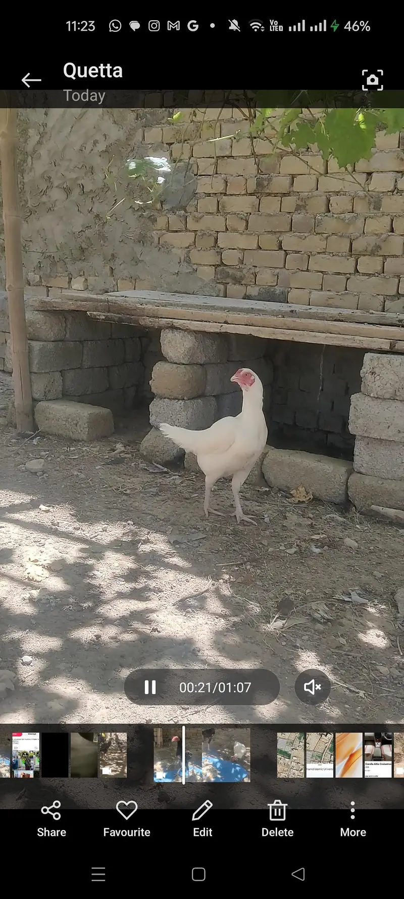 Achy nasal ki breed hi — photo 5
