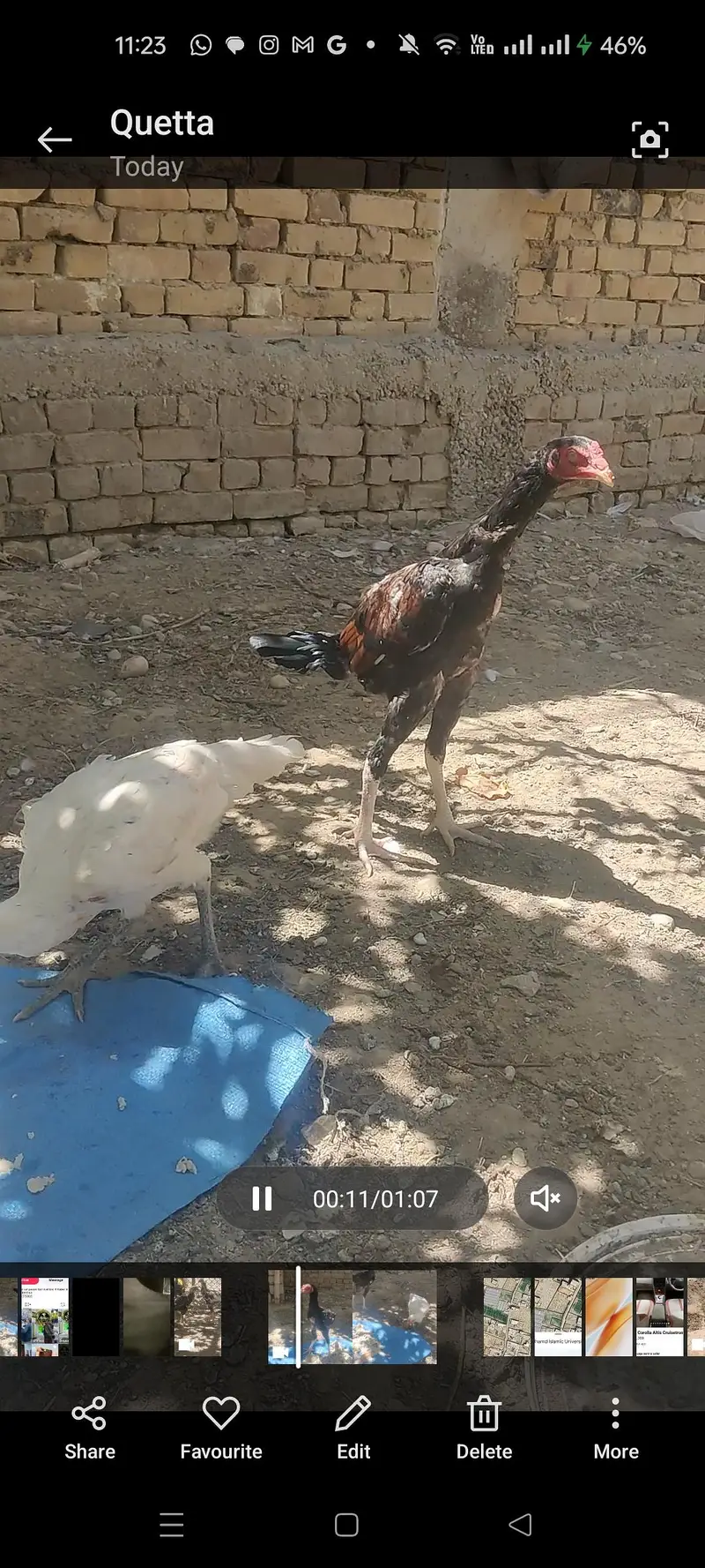 Achy nasal ki breed hi — photo 6