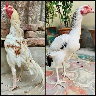 Aseel Hera male & female pair Urgent sale
