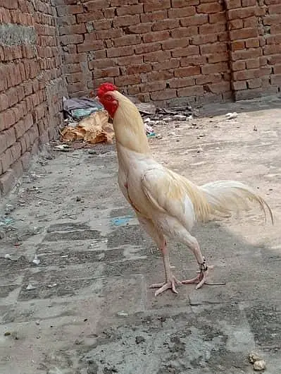 Aseel Hera male & female pair Urgent sale — photo 2