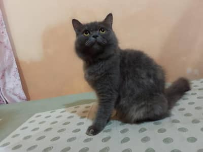 cat four sale triple coated