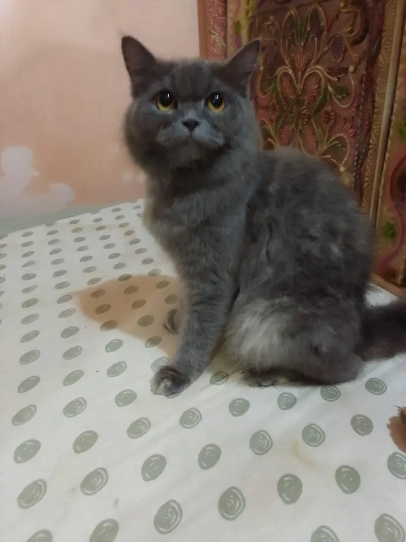 cat four sale triple coated — photo 2