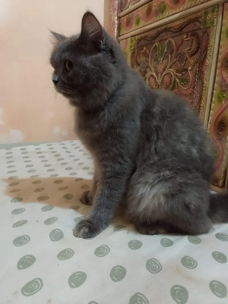 cat four sale triple coated — photo 3