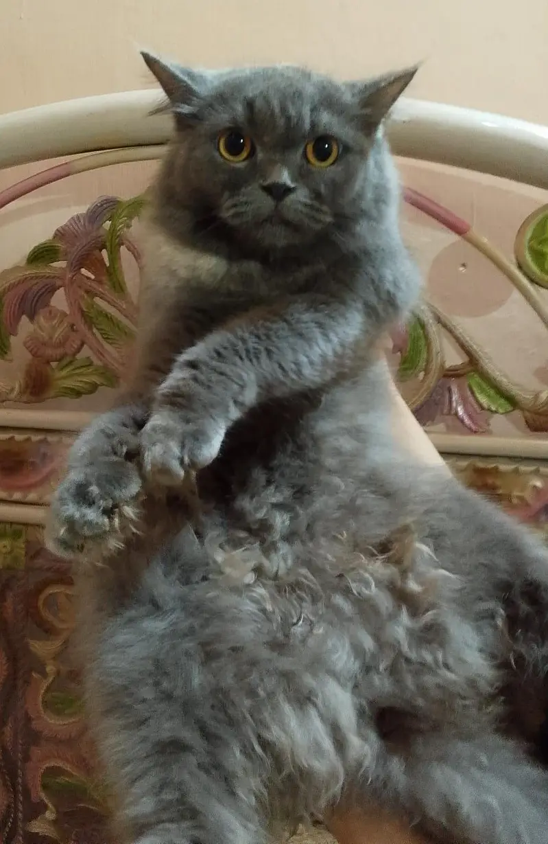 cat four sale triple coated — photo 4
