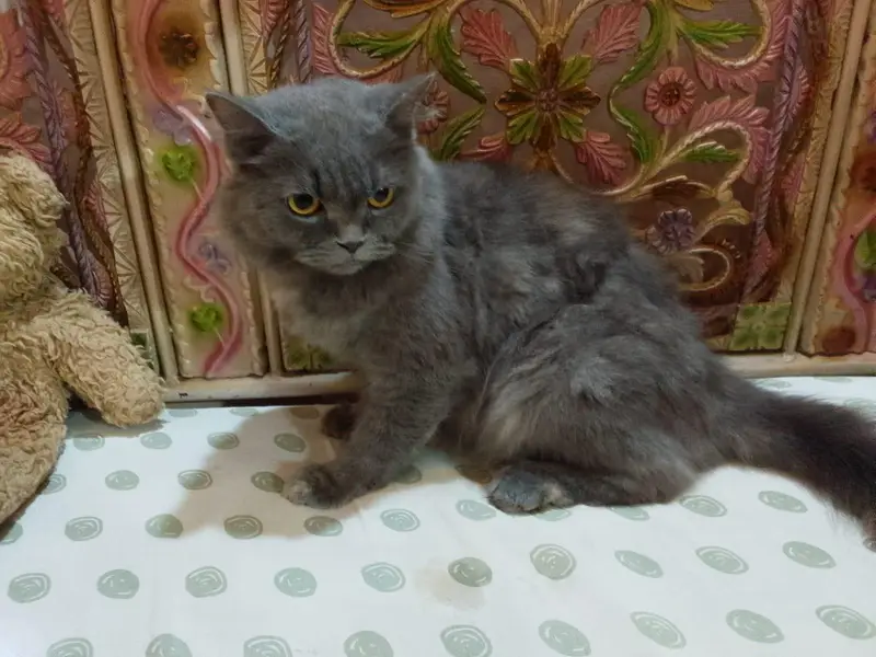cat four sale triple coated — photo 5
