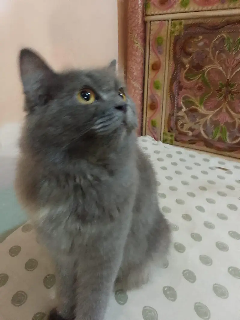 cat four sale triple coated — photo 6