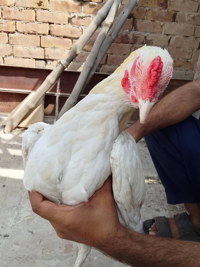 Two Hen one roaster 0