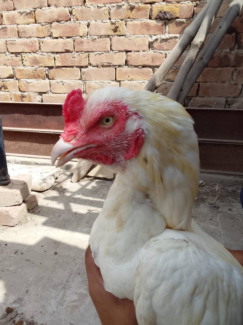 Two Hen one roaster 2
