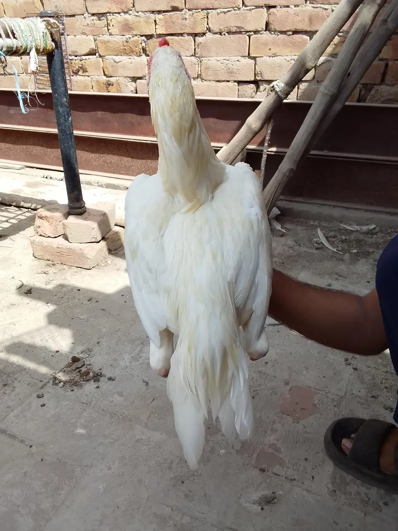 Two Hen one roaster — photo 4