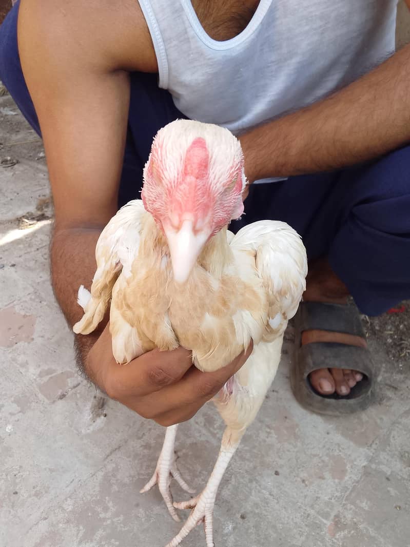 Two Hen one roaster 4