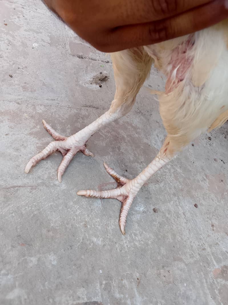 Two Hen one roaster 5