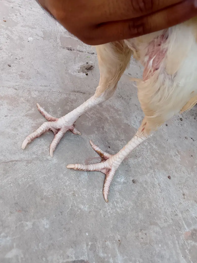 Two Hen one roaster — photo 6