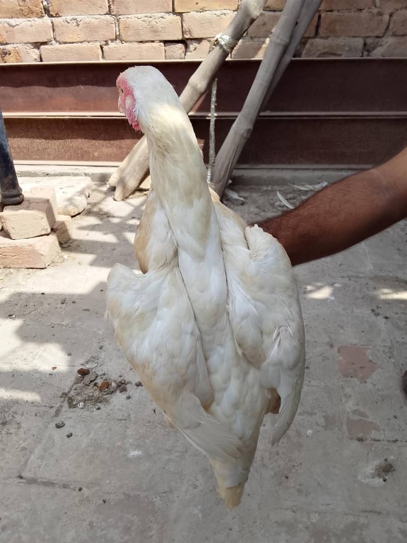 Two Hen one roaster 6